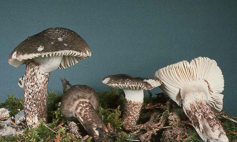 Hygrophorus inocybiformis